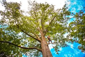 How Our Tree Care Process Works  in  Gaston, SC